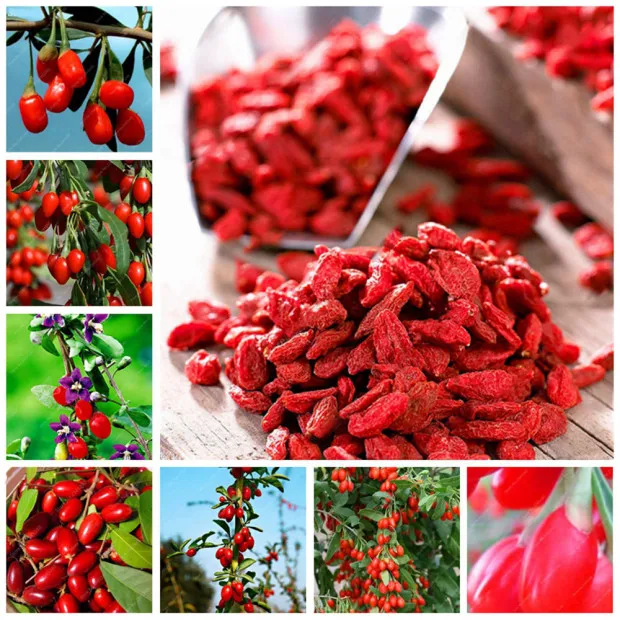 
High Quality 100% Pure Natural Fresh Dried Organic Chinese Wolfberry/ Lycium / Goji berry organic 