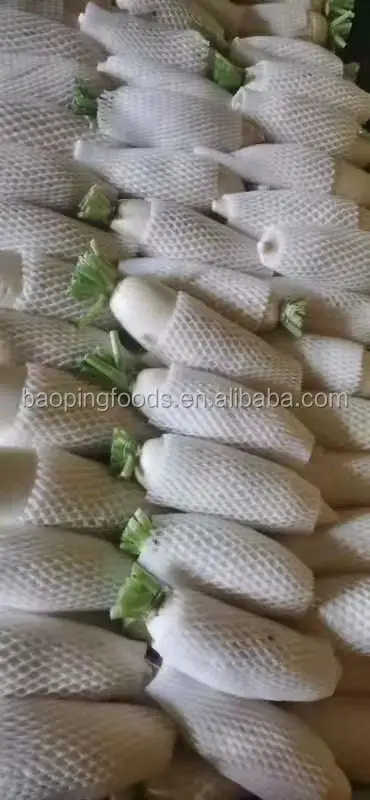 
chinese fresh radish turnip 