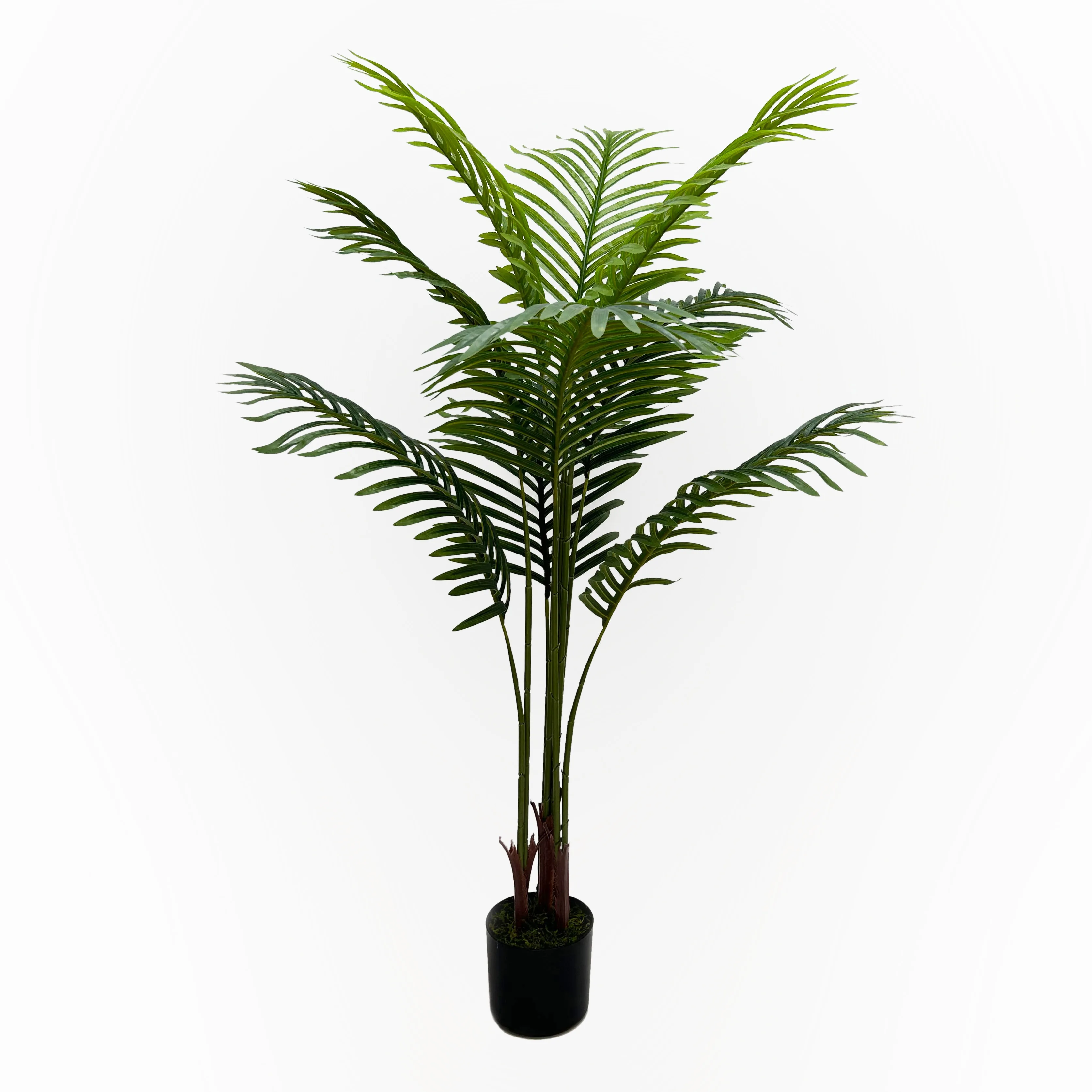120CM H washingtonia in plastic pot P230852XF-120  $10.66 MOQ 50PCS