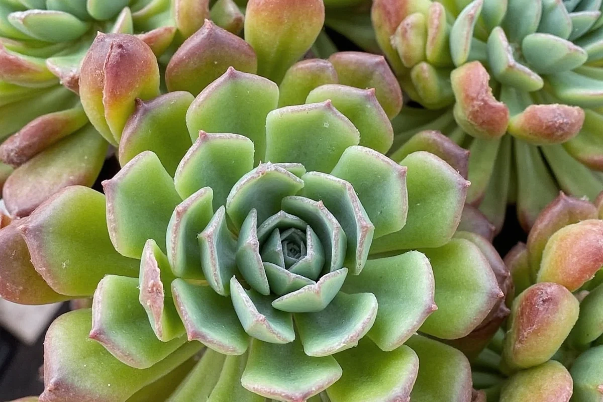 how to take care of succulent plants
