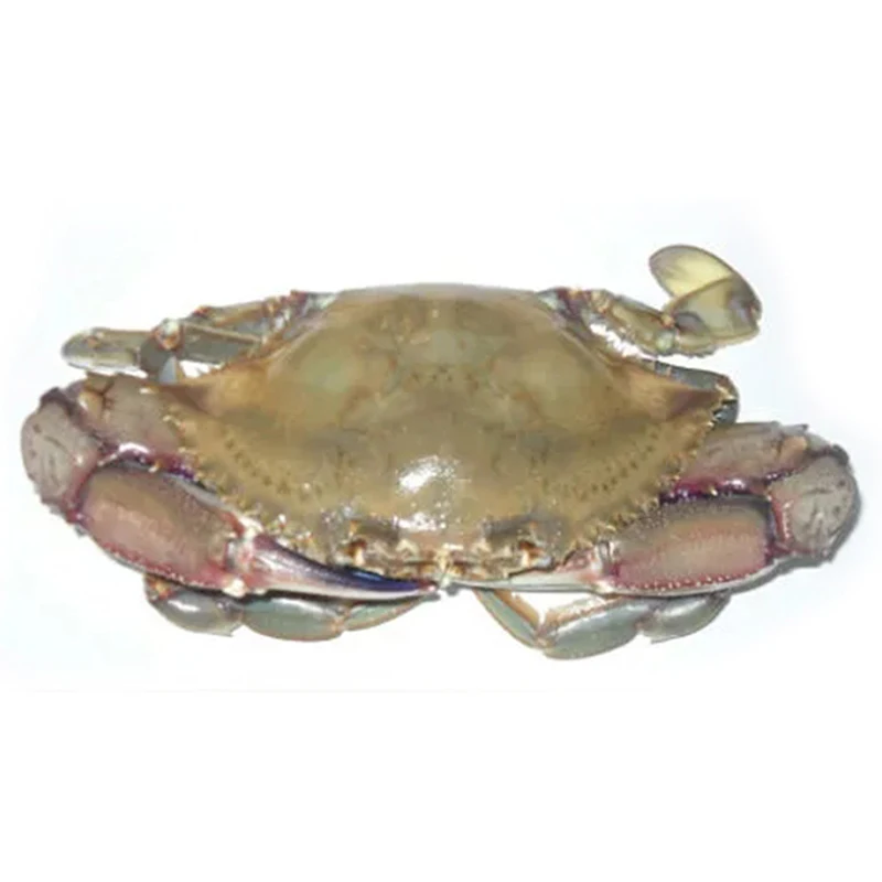
Factory FROZEN Seafood Swimming Crab Blue Crab 