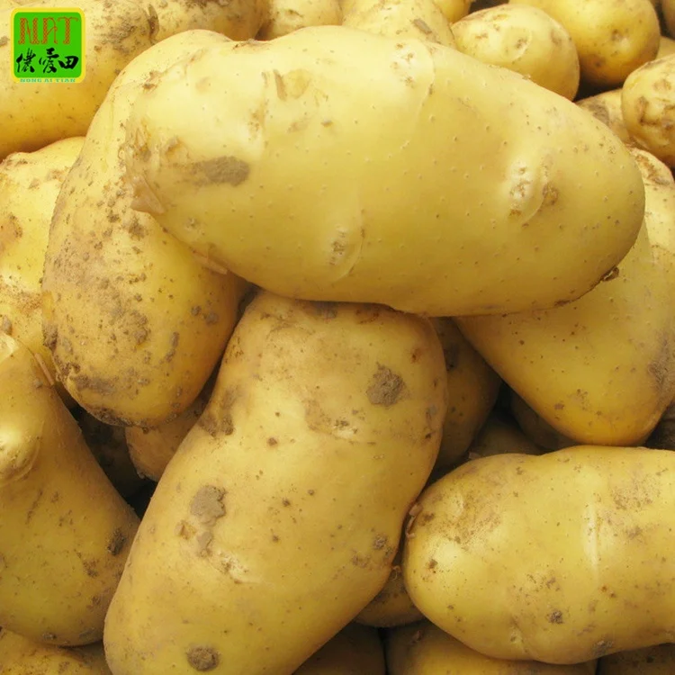 
Potato fresh sweet potatoes high quality cheap price professional export wholesalers fresh potato 