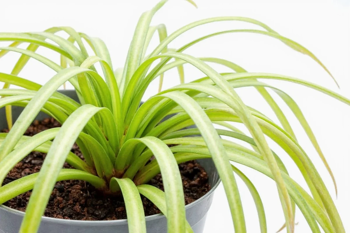 how much water do spider plants need