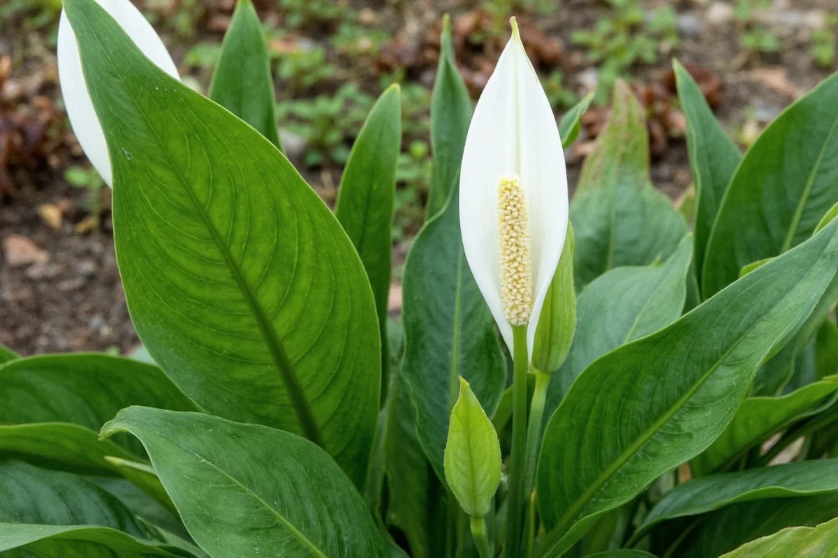 can a peace lily be planted outdoors