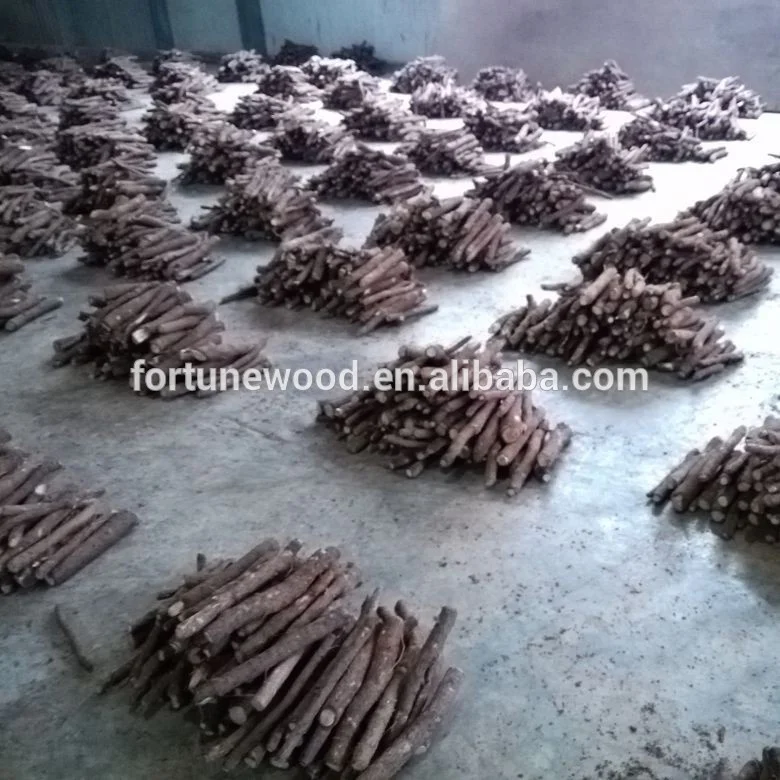 
Fresh Pao tong fresh royal paulownia elongata roots for growing 