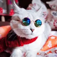 

DING CHENG Classic Retro Circular Cute And Funny Pet Sunglasses colorful pet sun glasses for Dogs And Cats