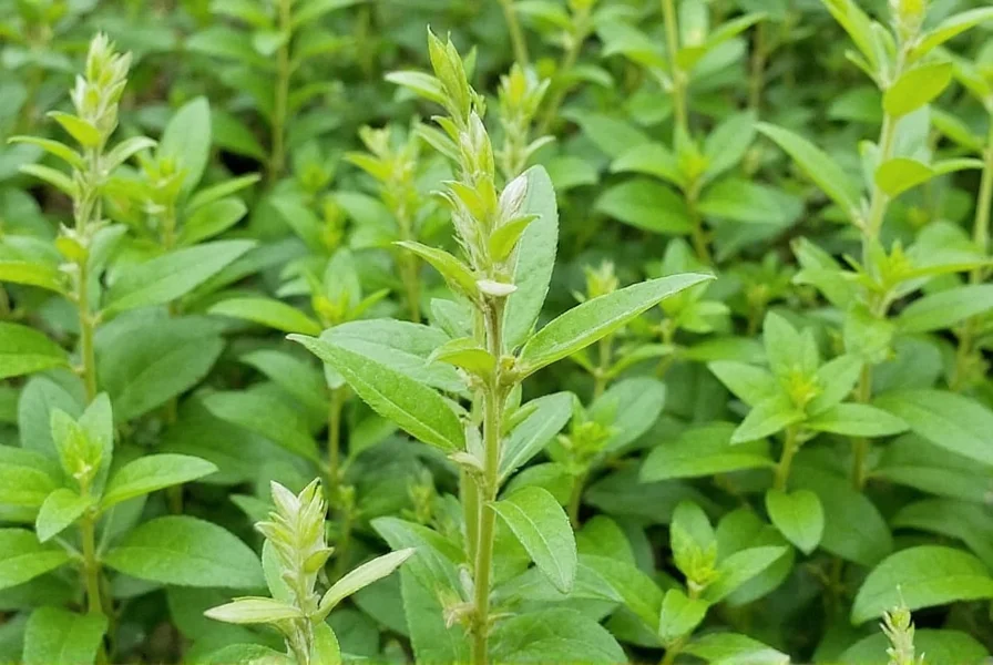 summer-savory-seeds