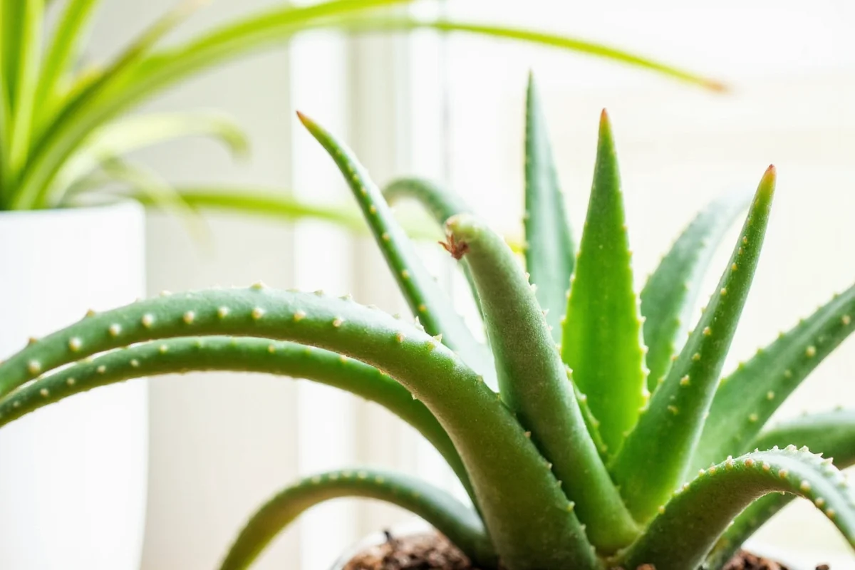 how to care aloe vera plant