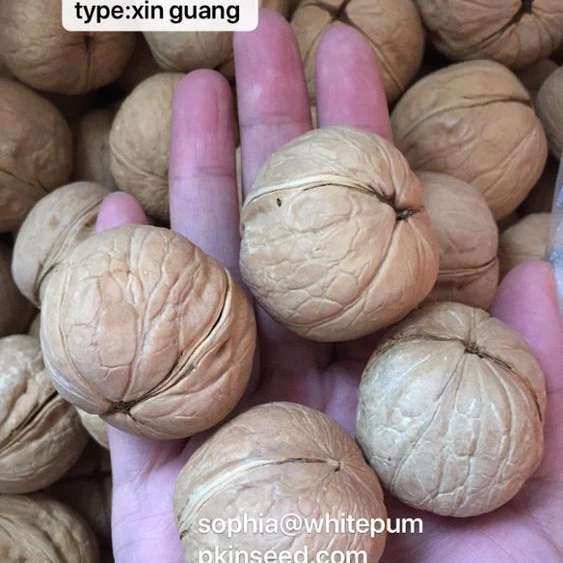 
Xinjiang area 2020 crop walnuts in-shell different types 