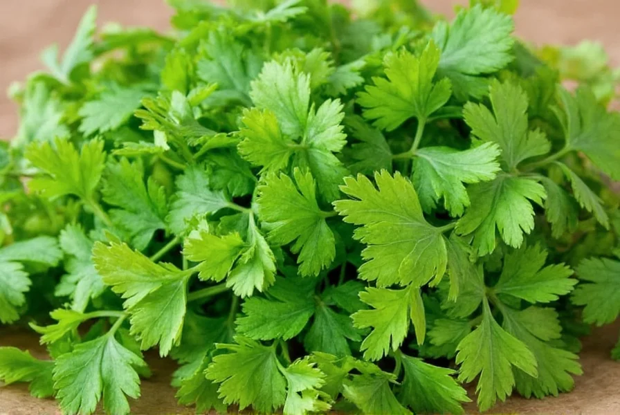 Coriander Uses: Culinary, Medicinal & Practical Applications
