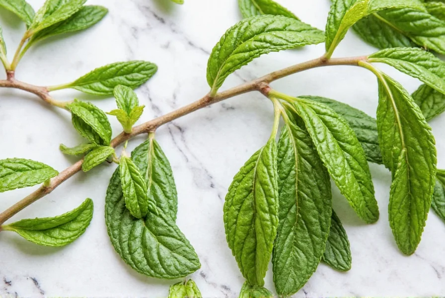 dry mint the cool and crisp herb that can transform your cooking