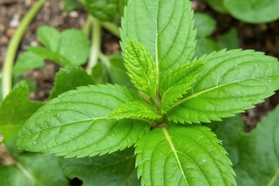 Coriander Plant: Complete Growing Guide & Uses