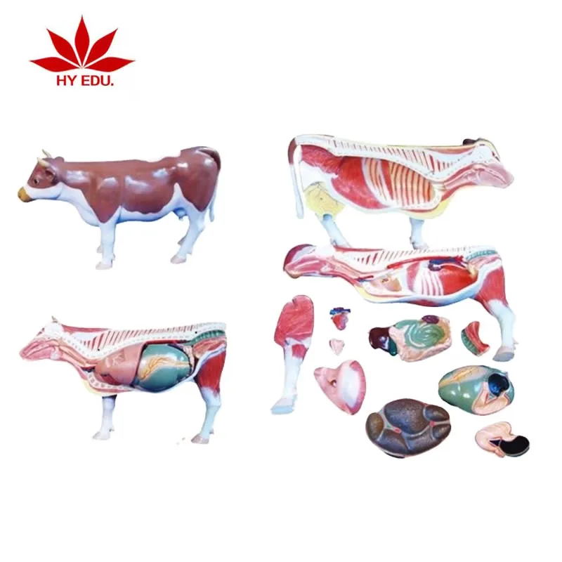 Cow Anatomy Medical Anatomic  detachable animal model 18 parts Used for teaching