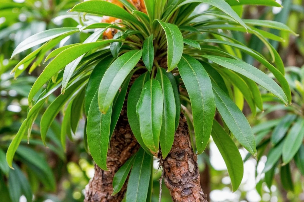 how to trim a rubber tree plant