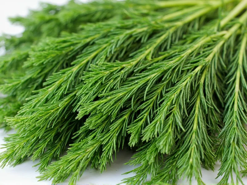 Heads of Fresh Dill: Terminology & Culinary Guide