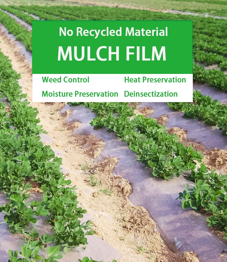 poly mulching sheet for agriculture. jpg