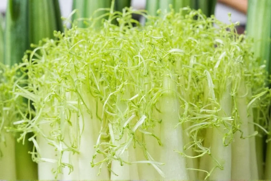 Fennel Taste Explained: Sweet Anise Flavor Profile