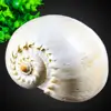 Wholesale natural spiral beautiful crack large shell conch