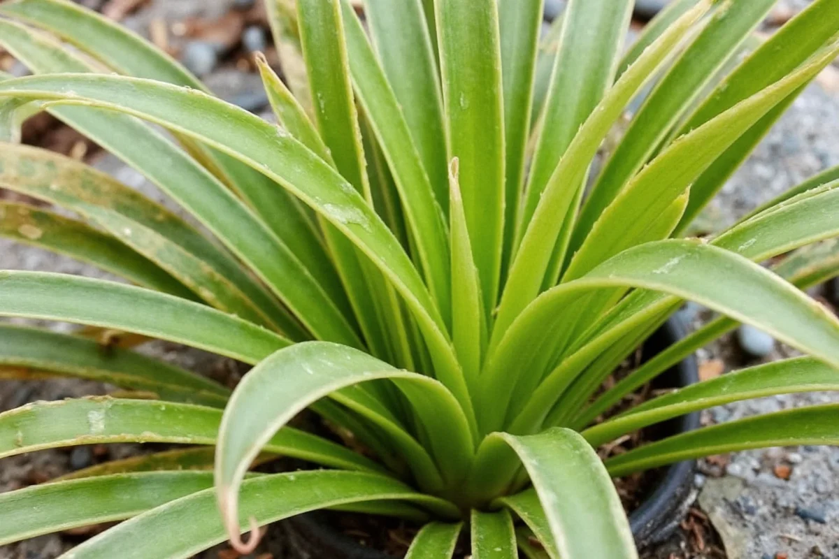 how long do spider plants live