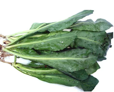 
Supply high quality radix isatidis 