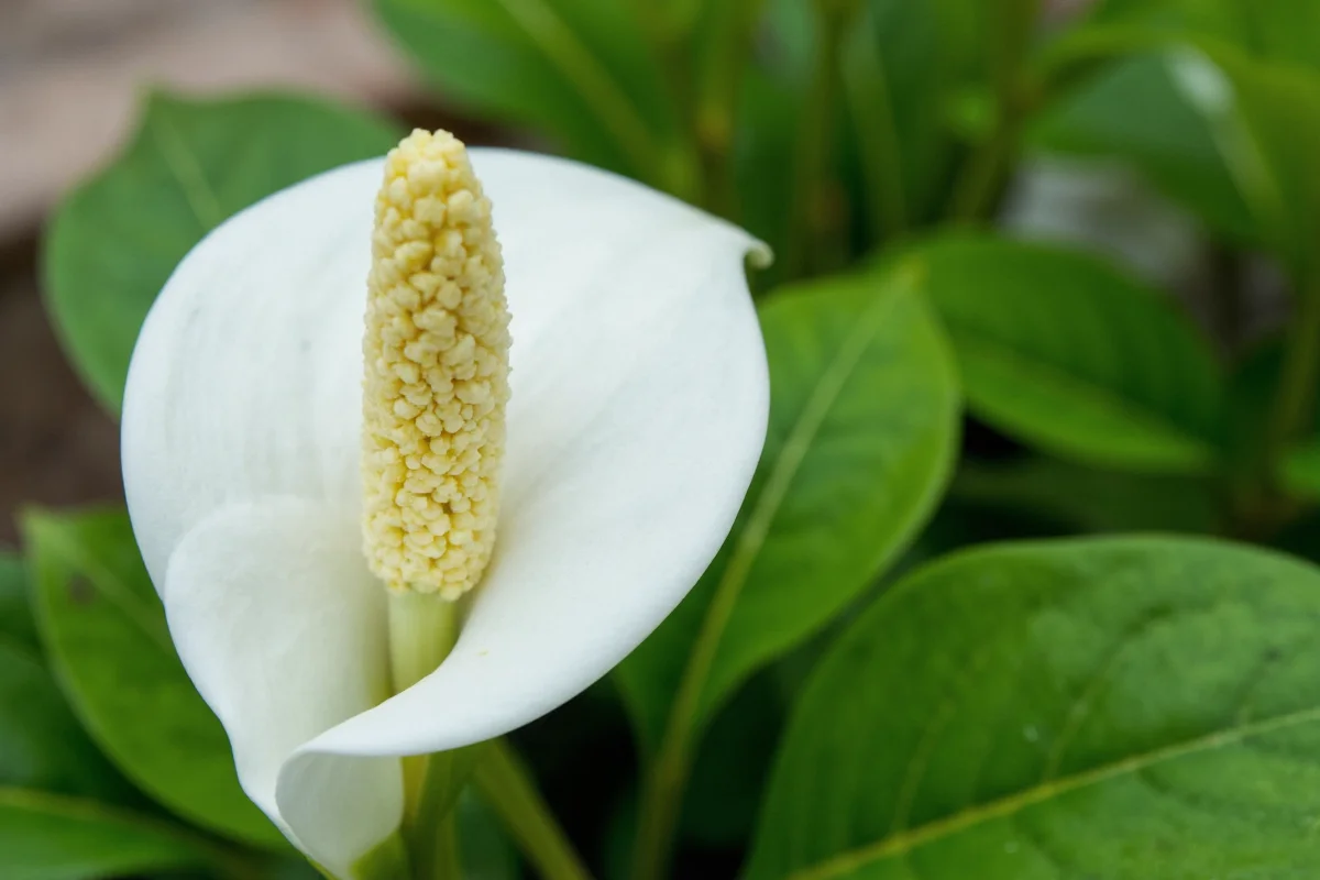 how often to water peace lily plant