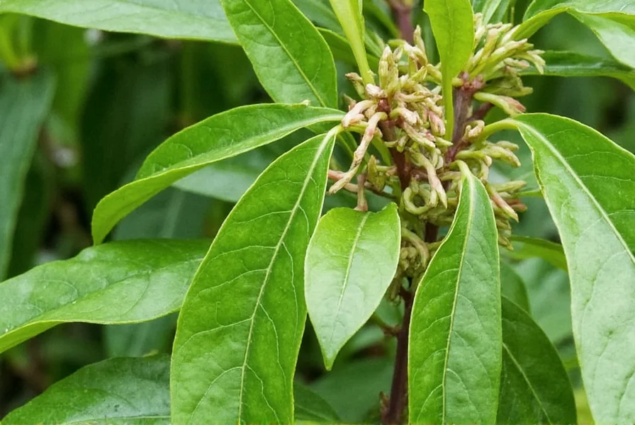 Close-up of nutmeg fruit splitting open to reveal the seed surrounded by mace, showing the natural harvesting stage