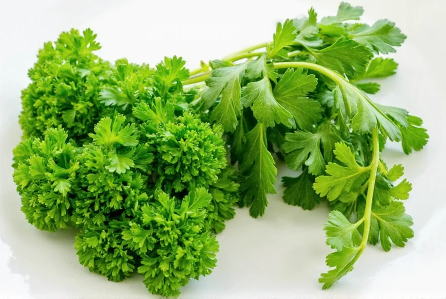 Indoor Herb Garden with Parsley and Cilantro