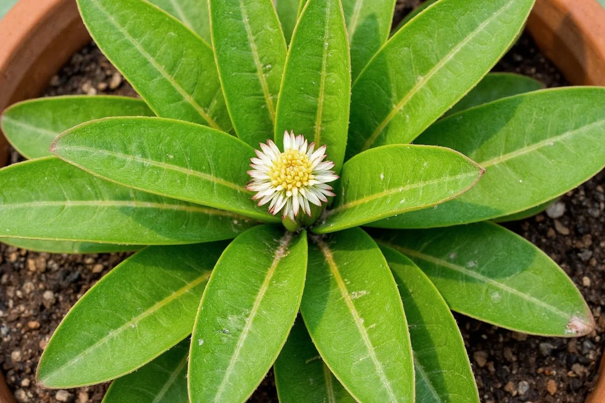 how to successfully grow care for a lavender plant indoors