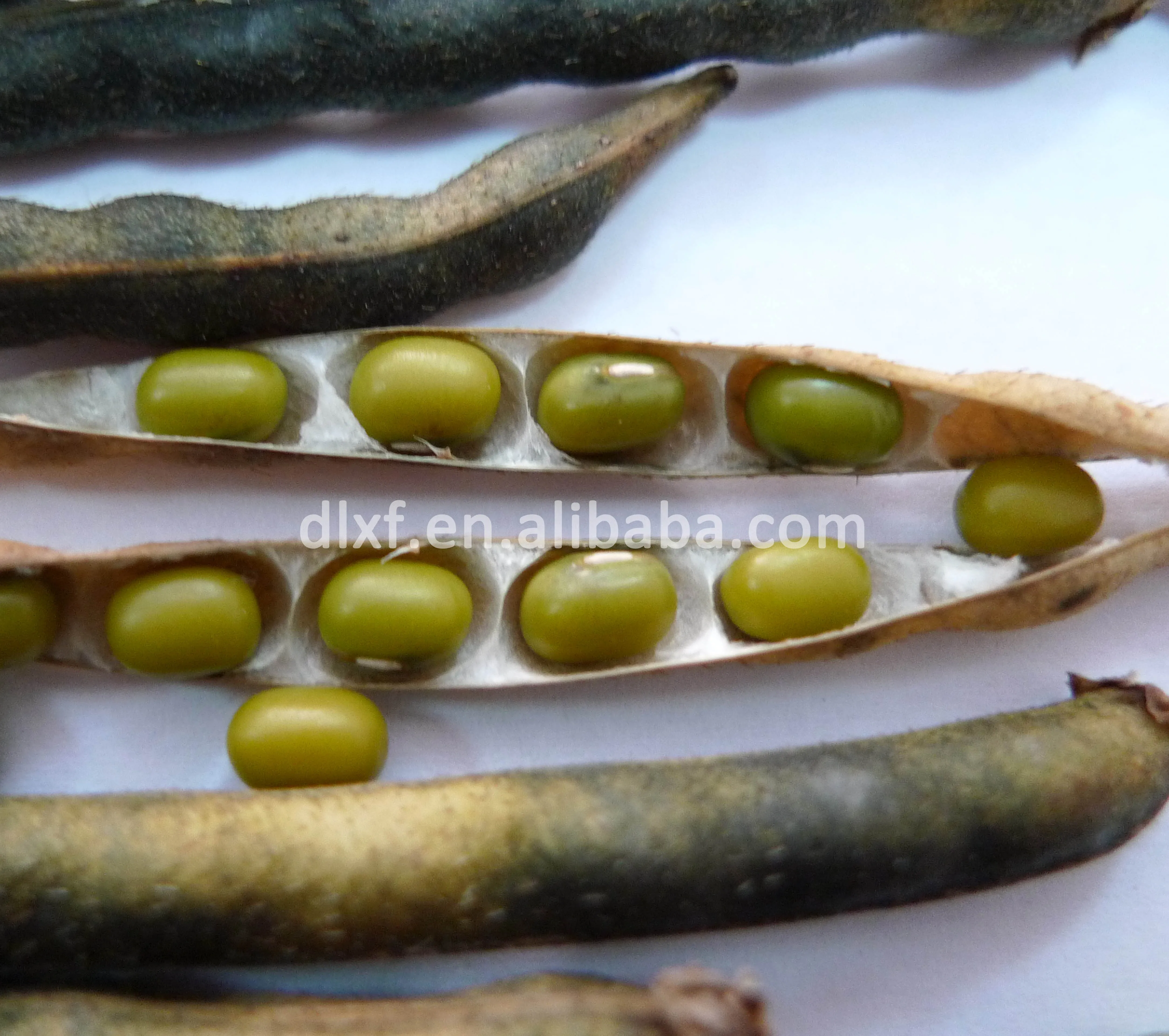 
mung beans hot selling green mung beans factory price best sell 