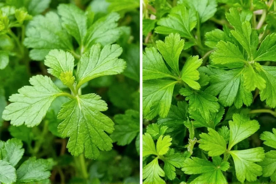 cilantro vs italian parsley a flavorful comparison for every kitchen