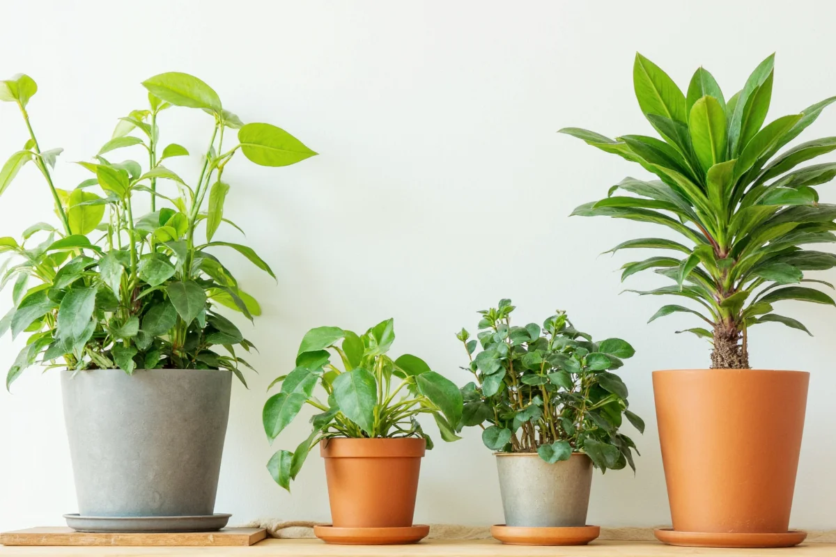 do indoor plants improve air quality