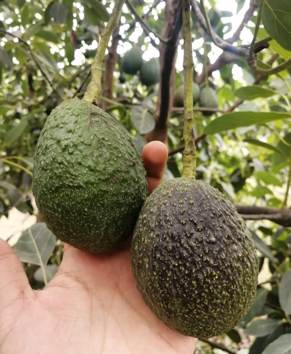
Fresh quality Mexican hass avocado 