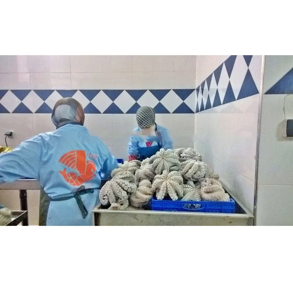 
Hot Selling High Quality frozen iqf octopus flower from Morocco 