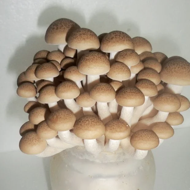 
China Factory Cultivated Mushrooms in Bottle 150/bag 6kgs/ctn Edible Umbrella Fresh Mushrooms 