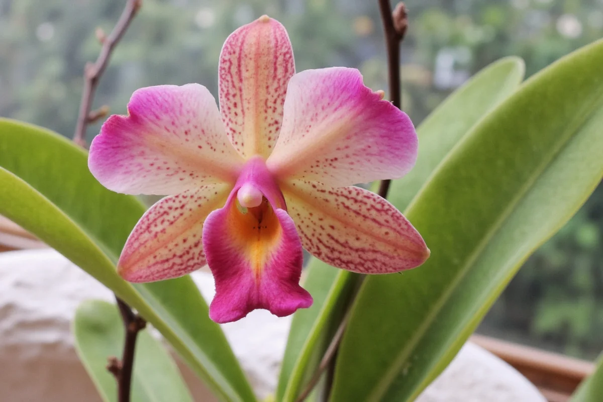 how to care for a orchid plant after bloomed