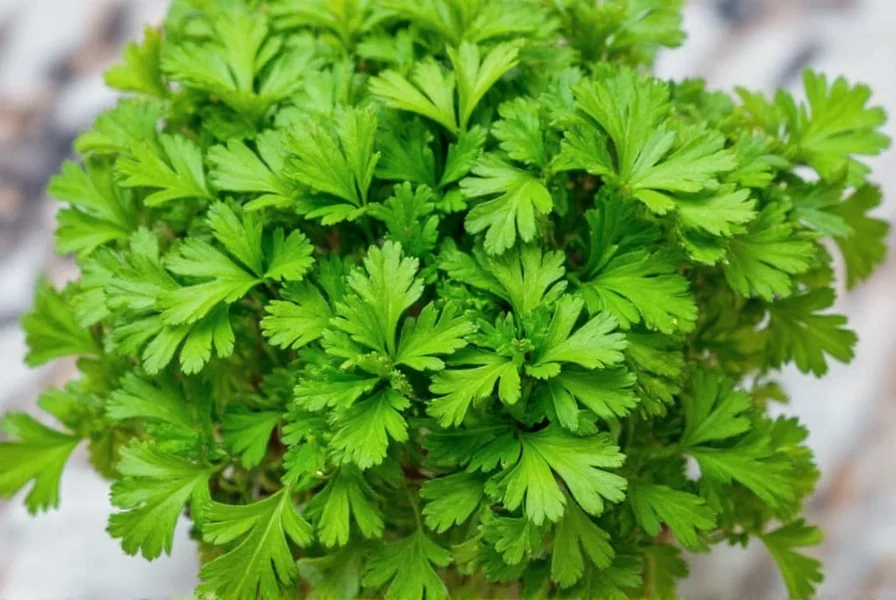 Homemade chimichurri sauce in a glass jar
