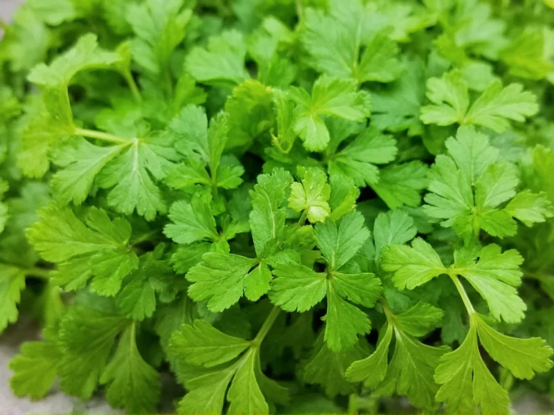 Coriander vs Cilantro: Same Plant, Different Names Explained
