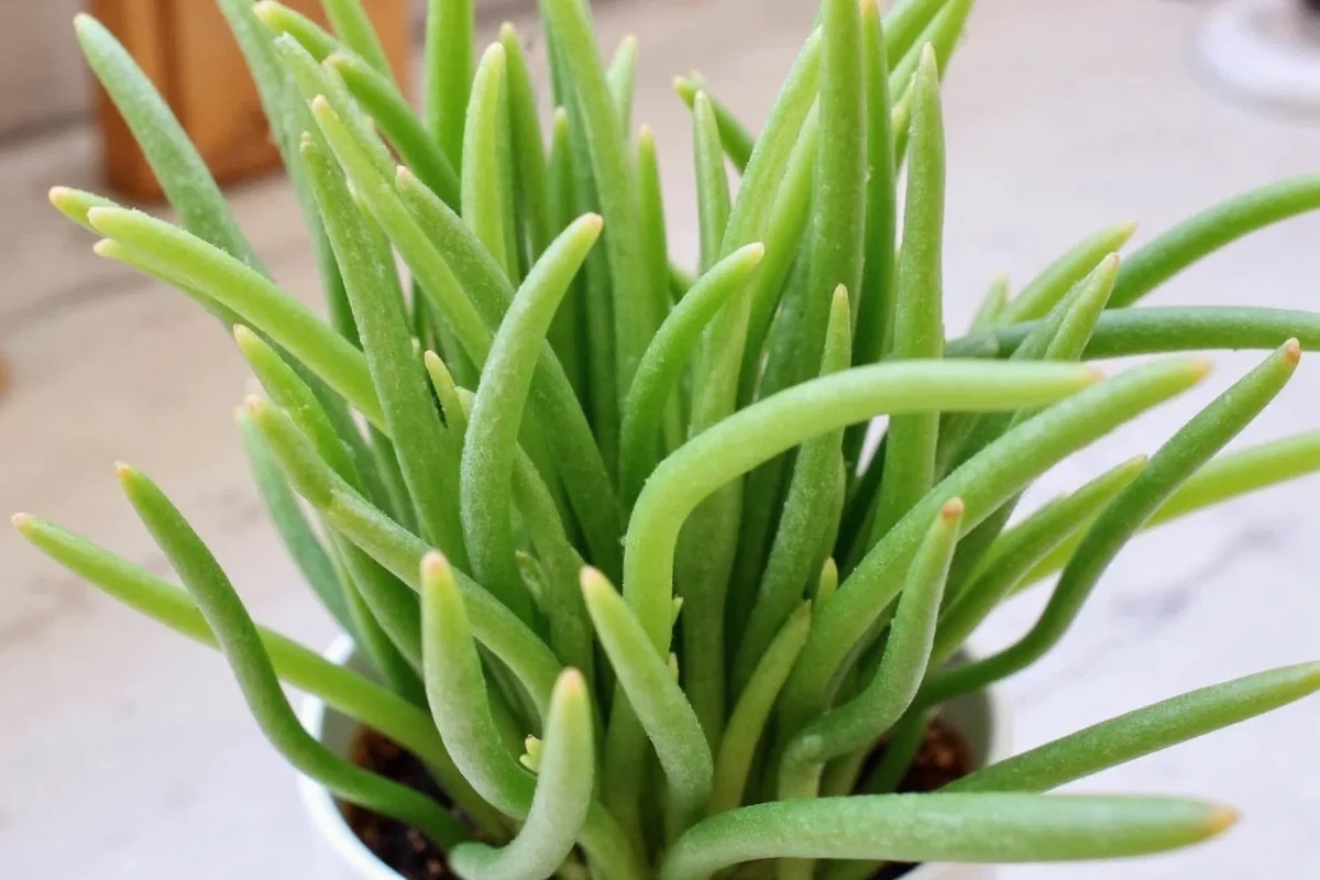 how to grow jade plant