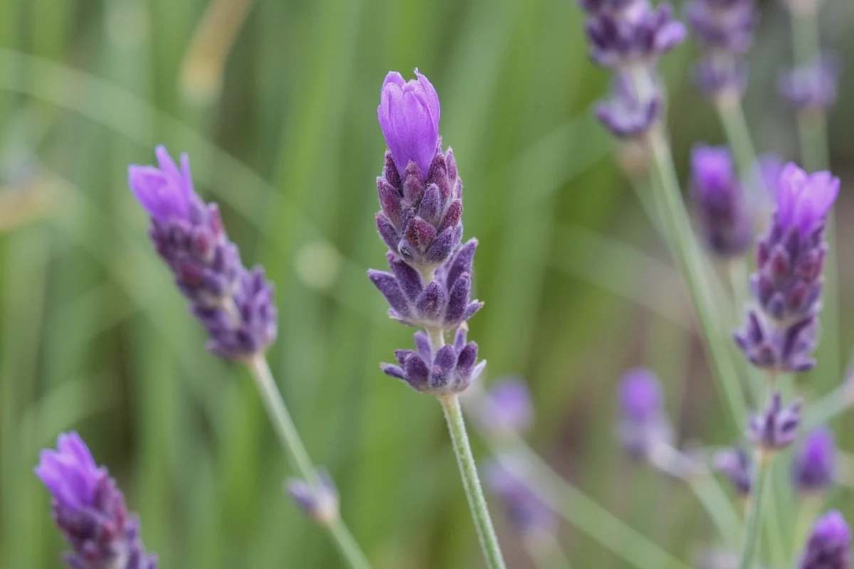 how to use a lavender plant
