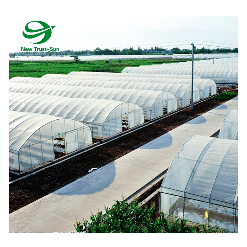 
Customized low cost plastic film poly tunnel aquaponic single-span greenhouse 
