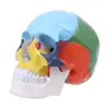 Colored Human Skull Model Life Size Replica Anatomical Anatomy Adult Head Model, Medical Teaching Skeleton Head Studying