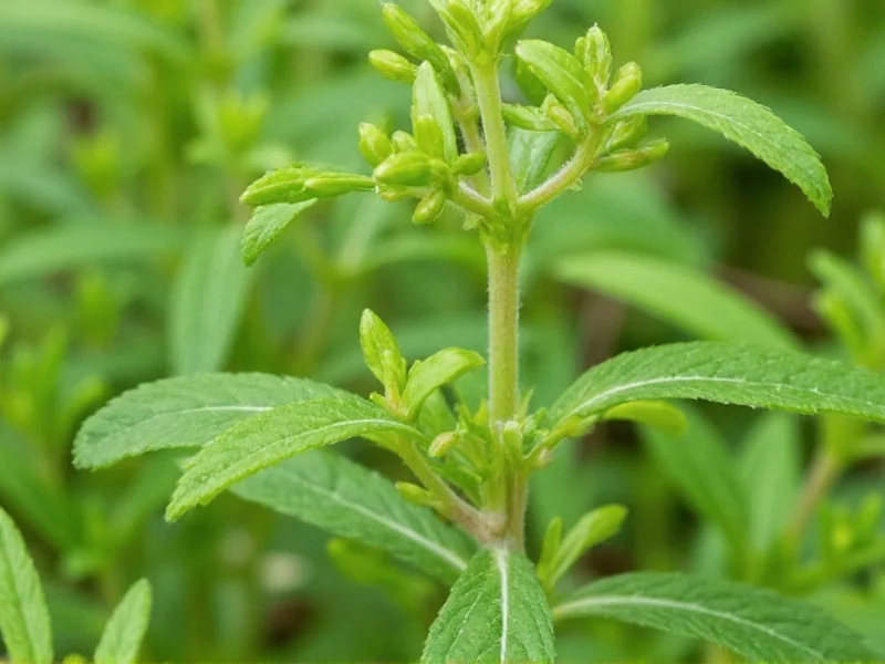 Marjoram Uses: Culinary, Medicinal & Practical Applications