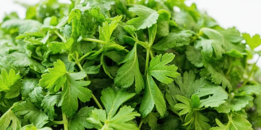 Visual comparison of fresh and dried parsley measurements