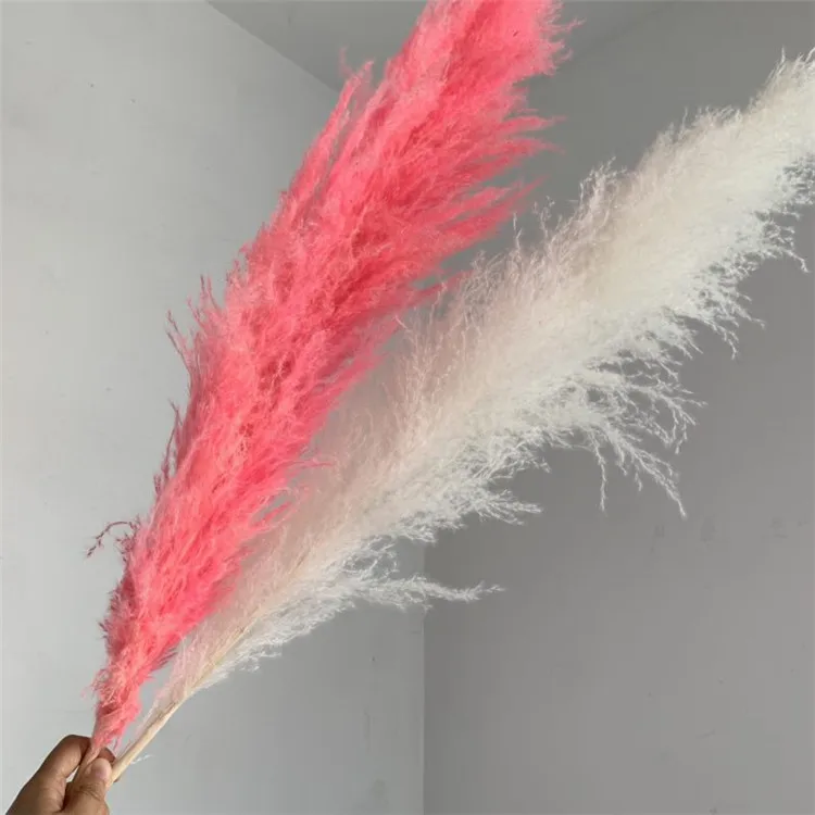 pampas grass (9).jpg