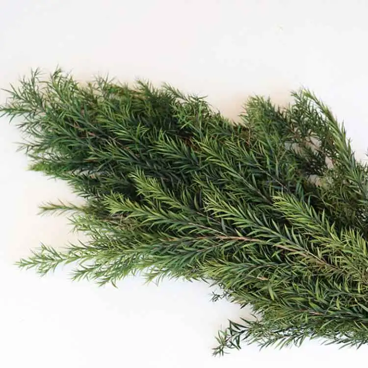 

colorful beautiful long lasting natural fresh preserved flowers