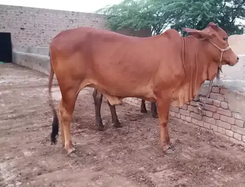 
Sahiwal cows livestock cattle 