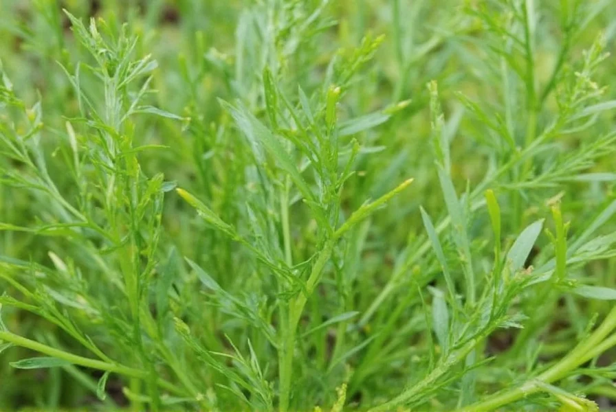 10 secrets behind the seeds of dill from garden to plate