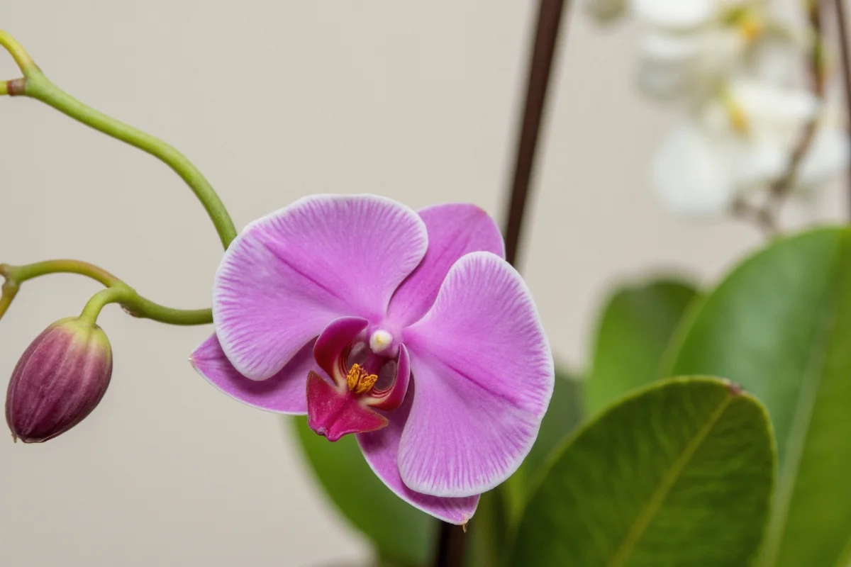 how to transplant a phalaenopsis orchid plant