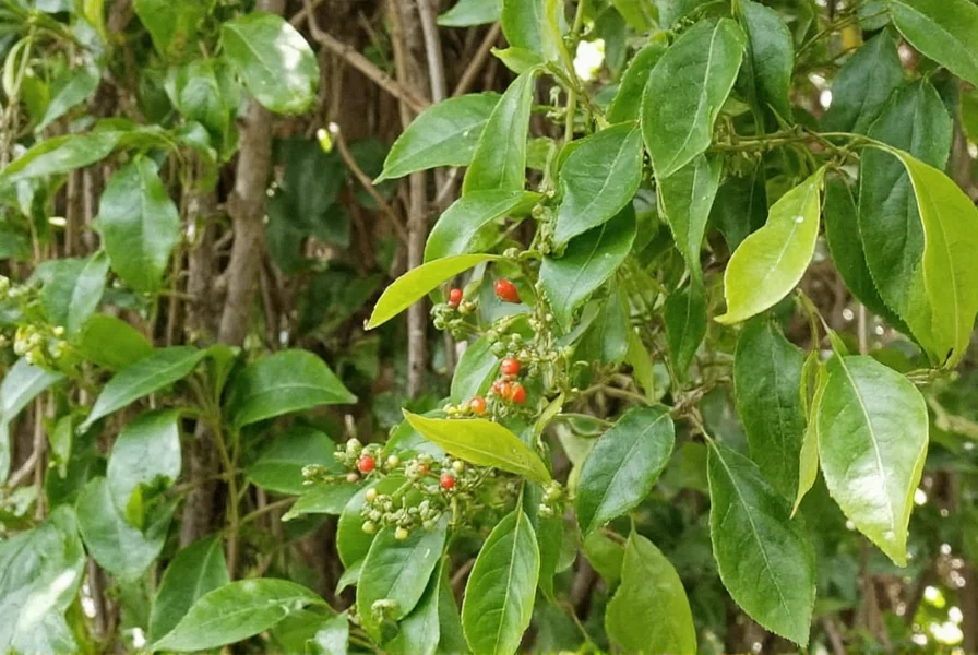 Piper nigrum vine growing on tree support in tropical environment showing leaves, flowers, and peppercorn clusters