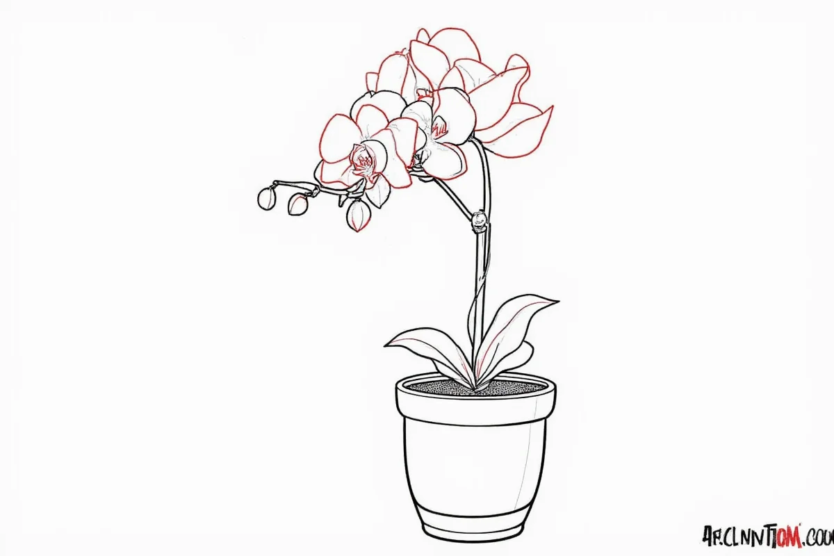 how to draw an orchid plant